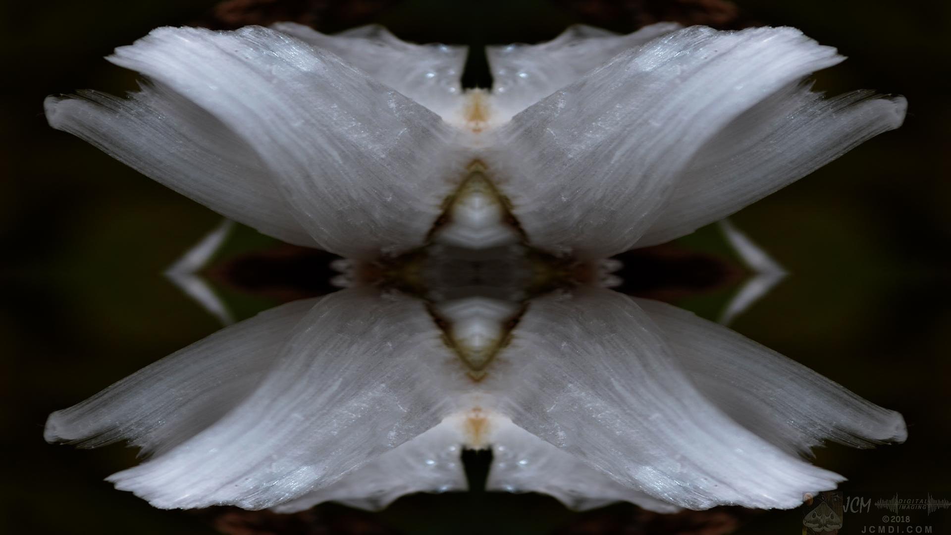 Ice flowers Quadroscopic
